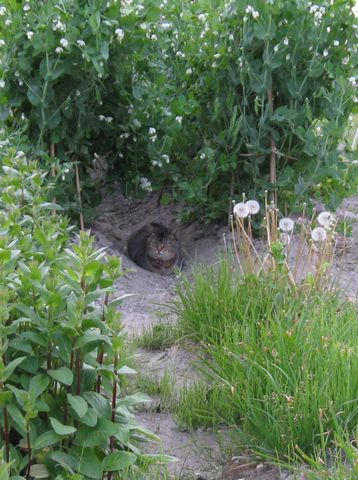 abby090515-a.jpg