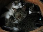 cyabotorariri061224-b.jpg
