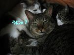 cyabotorariri061224-a.jpg
