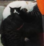 kerufamilly031221.jpg